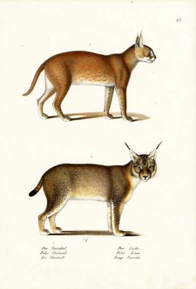 Caracal by Karl Joseph Brodtmann